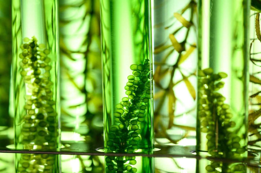 Biotechnology - Biotechfarm